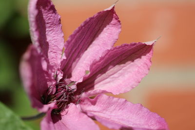 Close-up of pink rose flower