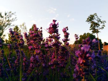 Close-up of purple flowering plants on field against sky