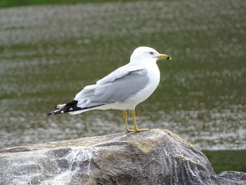 Seagull perching on rock