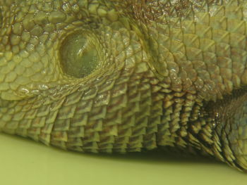 Close-up of snake