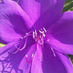 Extreme close up of flower