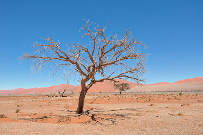 Dead vlei in naukluft national park, namibia, taken in january 2018