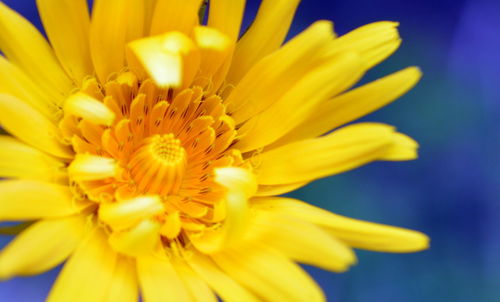 Close-up of yellow flower