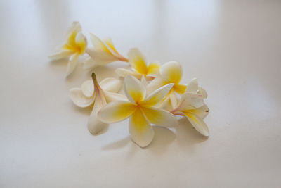 Close-up of frangipani on white flower