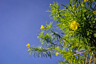 Low angle view of yellow tree against clear blue sky