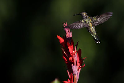 Close-up of butterfly pollinating on flower