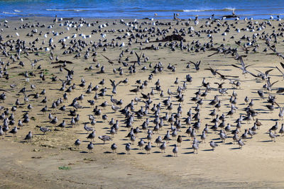 High angle view of birds at beach