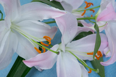 Close-up of white flowers blooming outdoors