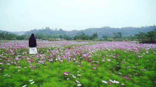 Flowers growing in field