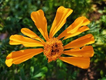 Close-up of yellow flowering plant