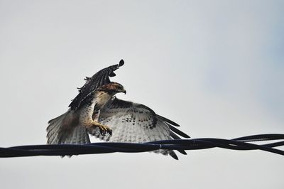 Low angle view of bird perching on branch against sky