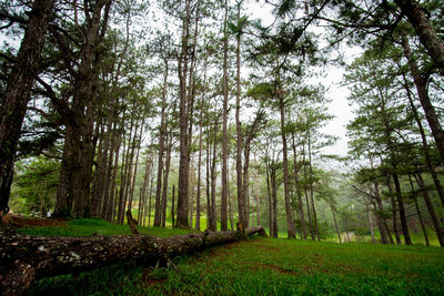 Trees in forest