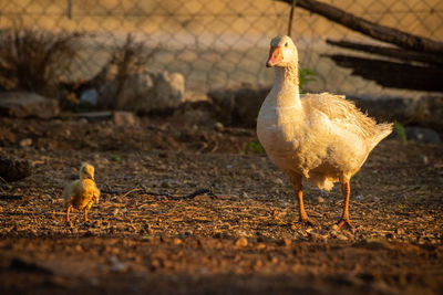 Goose and gosling stand in golden light