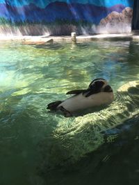 Duck swimming in sea