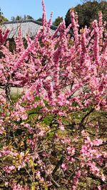 Low angle view of pink flowers blooming on tree