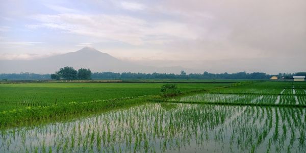 Scenic view of agricultural field against sky