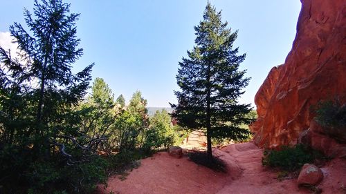 Trees on landscape against clear sky