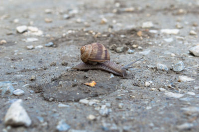 Close-up of snail