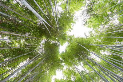 Low angle view of bamboo trees in forest