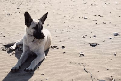 Portrait of dog on beach