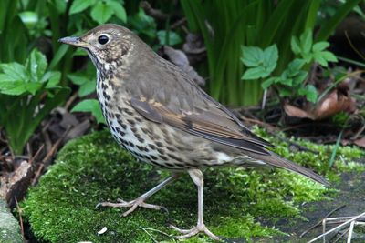 Close-up of bird perching on grass