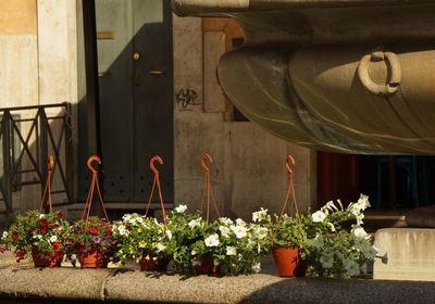 Close-up of potted plant