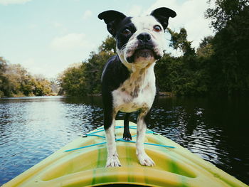 Portrait of dog standing in lake