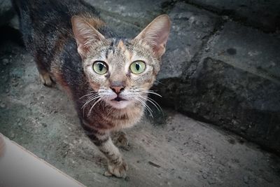 High angle portrait of cat
