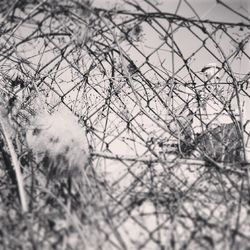 Trees seen through chainlink fence