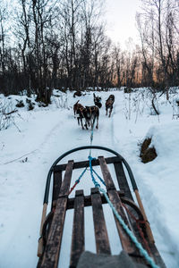 View of dog on snow covered field