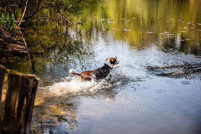 View of dog running in water