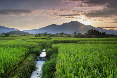 Scenic view of agricultural field against sky during sunset