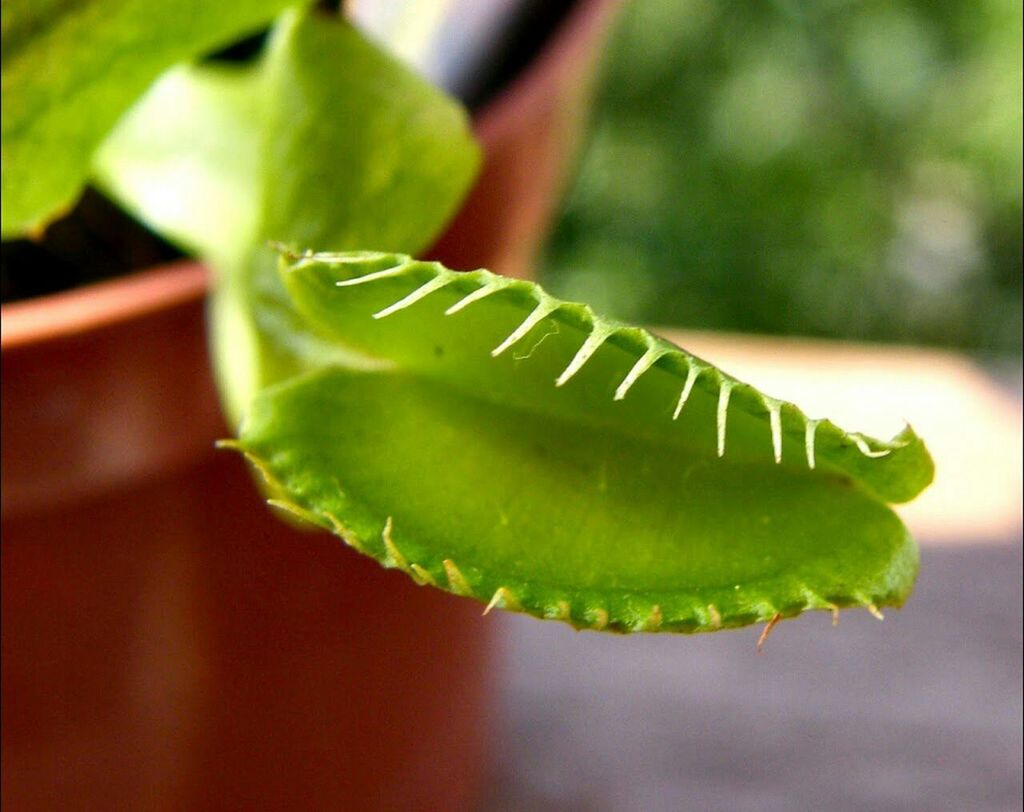 close-up, green color, focus on foreground, leaf, selective focus, freshness, plant, green, drop, nature, wet, growth, food and drink, no people, day, food, water, outdoors, vegetable, detail