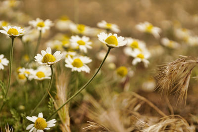 Close-up of yellow flowering plants on field