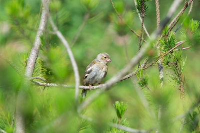 Close-up of bird perching on plant