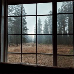 Trees seen through glass window