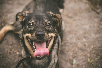 Close-up portrait of dog looking at camera