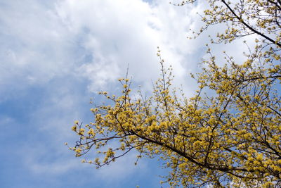 Low angle view of white flowering tree against sky