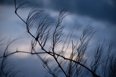 Low angle view of silhouette bare tree against sky