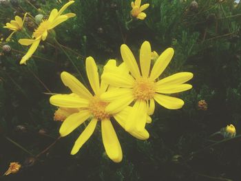 Close-up of yellow flower
