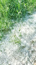 Close-up of plants growing on field