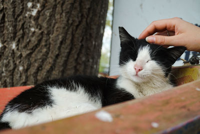 Close-up of cat