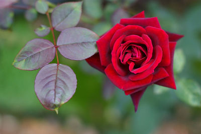 Close-up of red rose