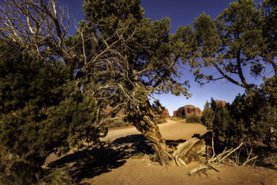 Trees on landscape against sky