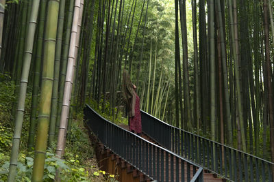 View of a woman in the bamboo forest