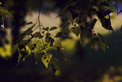 Close-up of leaves hanging on tree against sky