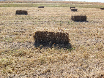 Hay bales on field