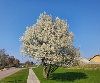 View of white flowering plant against clear sky