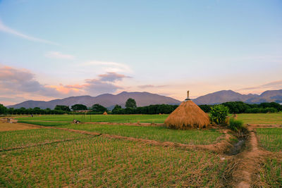 Scenic view of agricultural field against sky during sunset