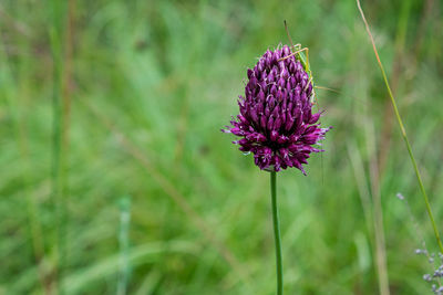 Close-up of the purple flowering plant on the field